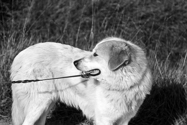 White mastin dog — Stock Photo, Image