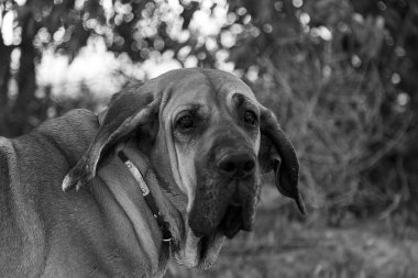 Dog fila brasileiro