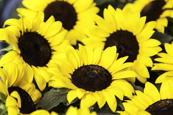 Sonnenblumenpark — Stockfoto