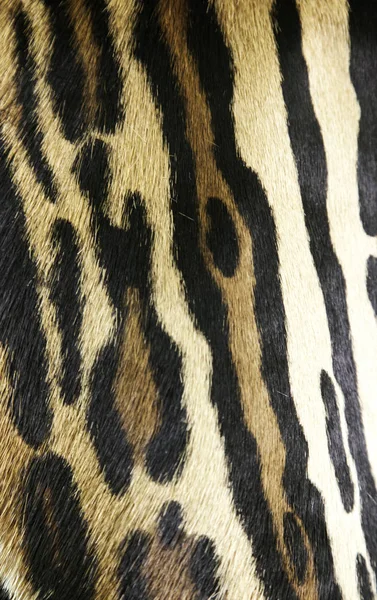 Tiger skin fabric
