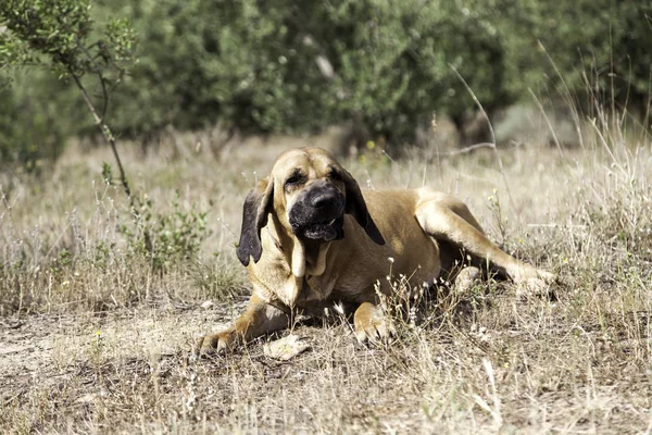 Dog fila brasileiro — 图库照片