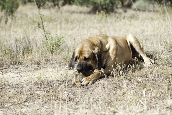 Hond eten bot — Stockfoto