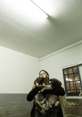 Terk edilmiş yavru köpek kulübesi