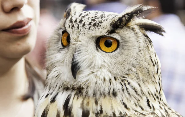 Owl in falconry — Stock Photo, Image