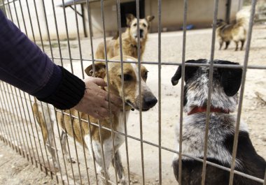 Köpek kafesleri