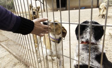 Köpek kafesleri