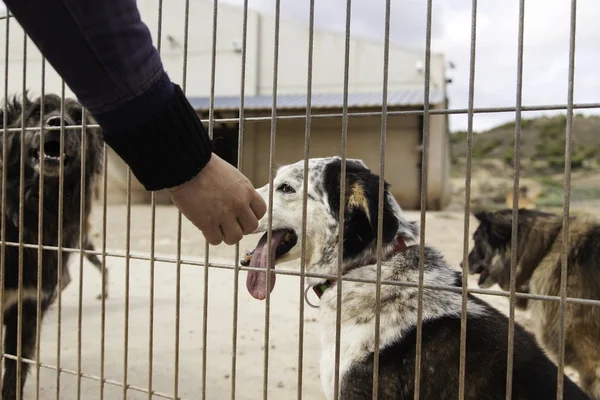 Dogs in cages — Stock Photo, Image