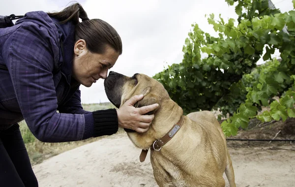 Fila de perro brasileiro — Foto de Stock