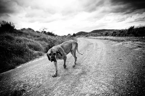 Dog fila brasileiro — 스톡 사진