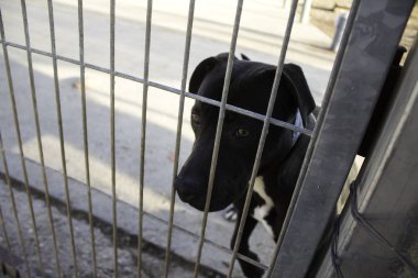 Köpek kafesleri