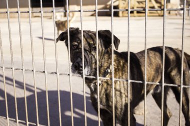 Köpek kafesleri