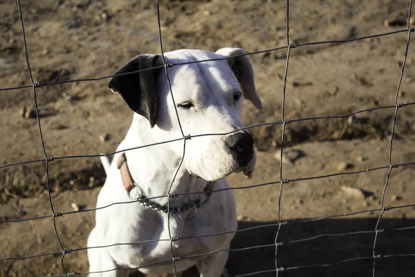 Perros en jaulas — Foto de Stock