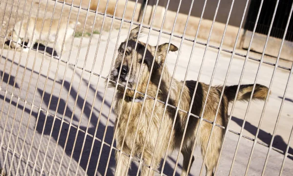 Hunde im Käfig — Stockfoto