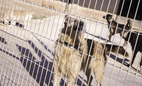Σκυλιά σε κλουβιά — Φωτογραφία Αρχείου
