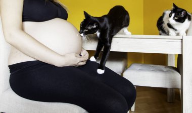Pregnant with cats clipart