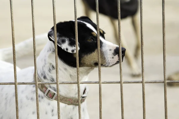Hunde im Käfig — Stockfoto