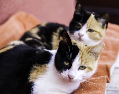 Terk edilmiş sokak kedileri