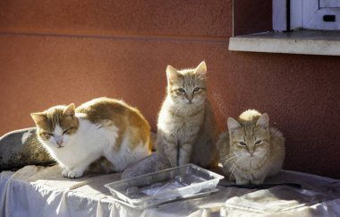 Terk edilmiş sokak kedileri