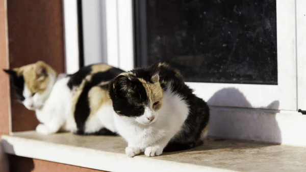 Gatos de rua abandonados — Fotografia de Stock