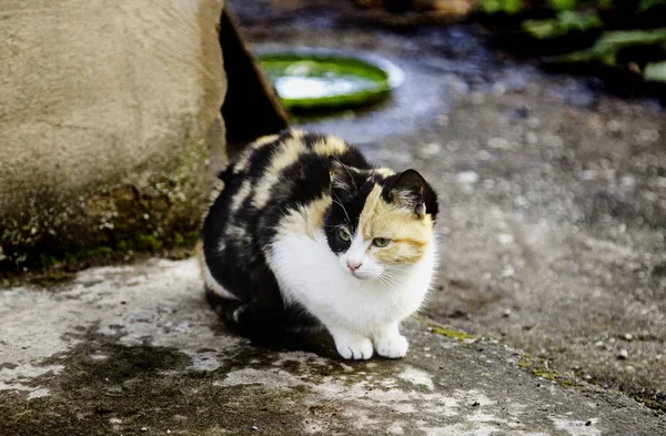 Abandoned street cats — Stock Photo, Image