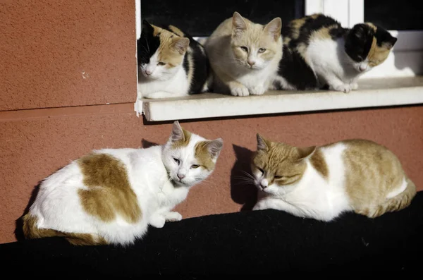 Gatti di strada abbandonati — Foto Stock