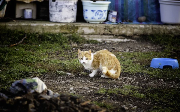 버려진된 거리의 고양이 — 스톡 사진