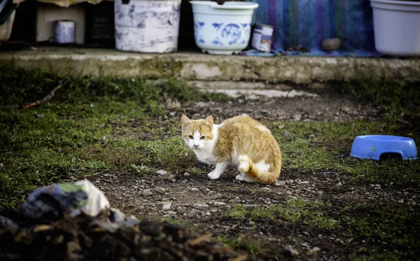 Брошенные уличные кошки — стоковое фото