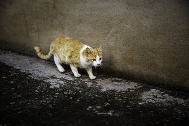 Terk edilmiş sokak kedileri
