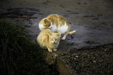 Terk edilmiş sokak kedileri
