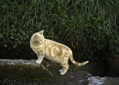 Terk edilmiş sokak kedileri