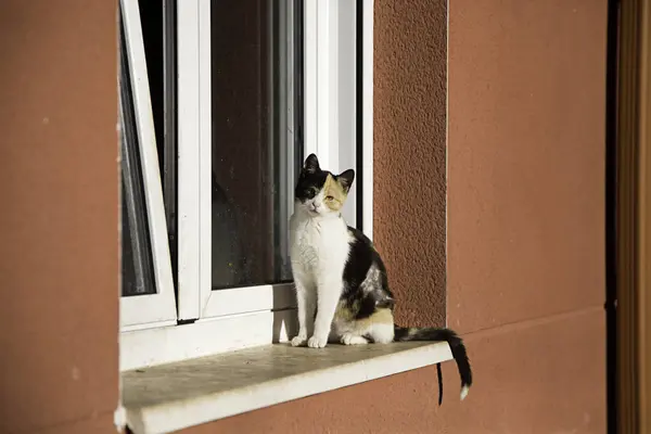 放棄された通りの猫 — ストック写真