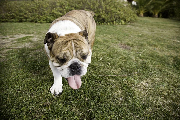 Bull dog in park — Stock Photo, Image