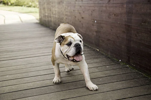 Bull dog in park — Stock Photo, Image