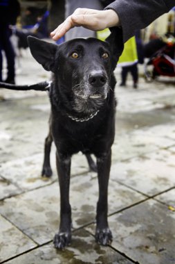 Köpek yürüyüş sokak