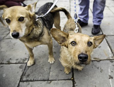 Köpek yürüyüş sokak