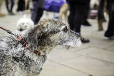 Köpek yürüyüş sokak