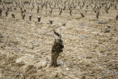 Üzüm üzüm bağları