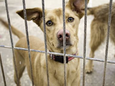 köpek köpek kulübesi
