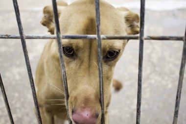 köpek köpek kulübesi