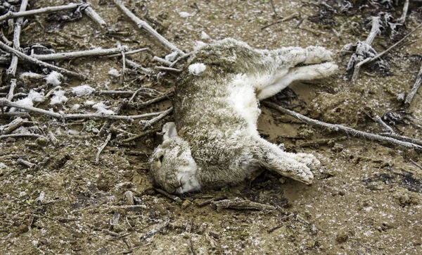 stock image Death rabbit snow