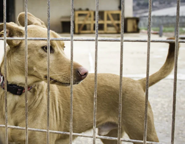 Cão no canil — Fotografia de Stock