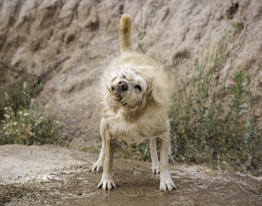 Köpek suyu sallıyor.