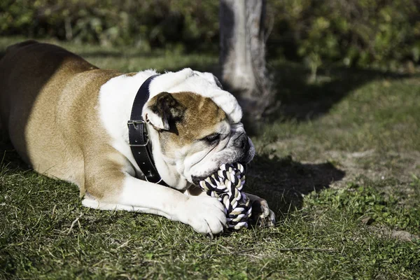 Bull dog in park — Stock Photo, Image