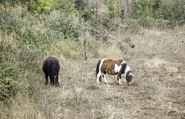 Pony en el campo — Foto de Stock