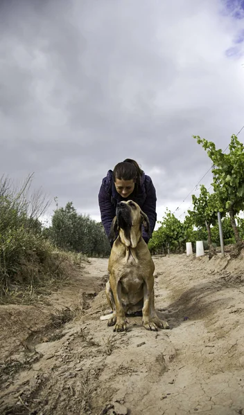 Fila de perro brasileiro — Foto de Stock