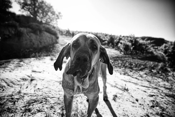 Cão fila brasileiro — Fotografia de Stock