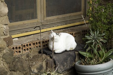 Terk edilmiş sokak kedileri