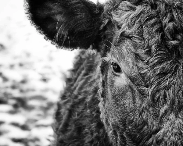 Krávy na farmě — Stock fotografie