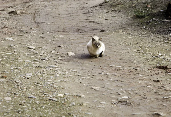 废弃的流浪猫 — 图库照片