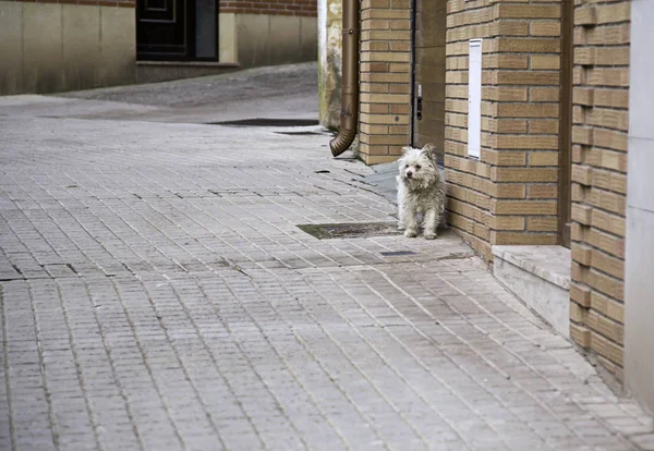 Dog walking street — Stock Photo, Image